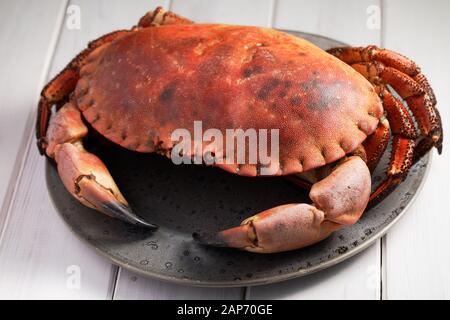 Vorbereitet Schwedische crab Closeup auf eine graue Platte Stockfoto