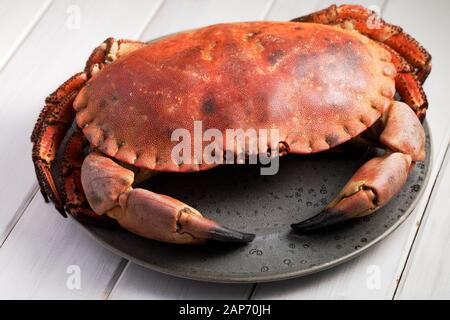 Vorbereitet Schwedische crab Closeup auf eine graue Platte Stockfoto