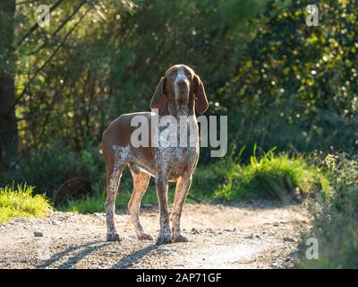 Erwachsener bracco italiano (italienischer Zeiger) berühmter Waffenhund, mit kurzem braunem und weißem Mantel und langen Ohren Stockfoto