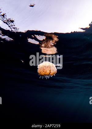 Eine bunte Spiegelei Quallen (Cotylorhiza tuberculata) im seichten Wasser im Mittelmeer, Spanien, Mallorca Stockfoto