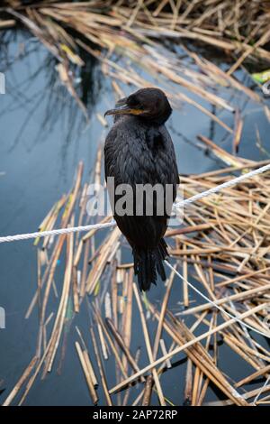Black Bird Lake Titicaca Peru Stockfoto