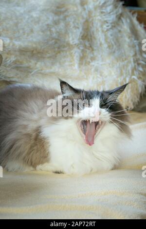 Eine müde, reife Ragdoll-Katze, die auf einem bequemen gepolsterten Sofa in Großbritannien ruht Stockfoto