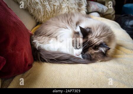 Eine reife weibliche Ragdoll-Katze rollte sich auf einem Setter zusammen Schlafen in Großbritannien Stockfoto