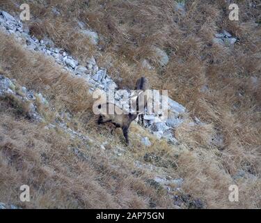 Rupicapra ist eine Gattung von Ziegenantilope, die als Gesimse bezeichnet wird. Sie gehören zur Rinderfamilie der Hufsäuger, den Bovidipas. Retezat National Park Wild. Stockfoto