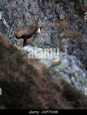 Rupicapra ist eine Gattung von Ziegenantilope, die als Gesimse bezeichnet wird. Sie gehören zur Rinderfamilie der Hufsäuger, den Bovidipas. Retezat National Park Wild. Stockfoto