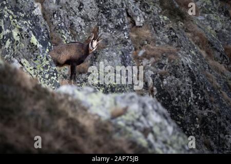 Rupicapra ist eine Gattung von Ziegenantilope, die als Gesimse bezeichnet wird. Sie gehören zur Rinderfamilie der Hufsäuger, den Bovidipas. Retezat National Park Wild. Stockfoto