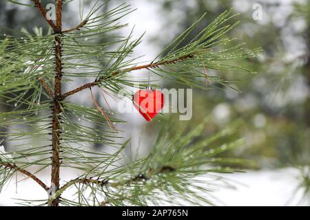 Rotes, herzförmiges Weihnachtsornament, das an einem Zweig einer jungen Kiefer in einem verschneiten Wald hängt. Stockfoto