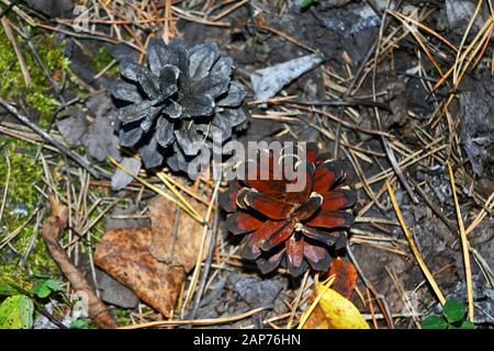 Kegel auf dem Boden. Schöner Hintergrund mit Kiefern- und Fichtenzapfen auf dem Boden. Verfallene Herbstkegel. Stockfoto