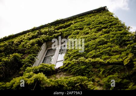 Verwachsene Weinbausteine auf dem Steingebäude in der französischen Landschaft Stockfoto