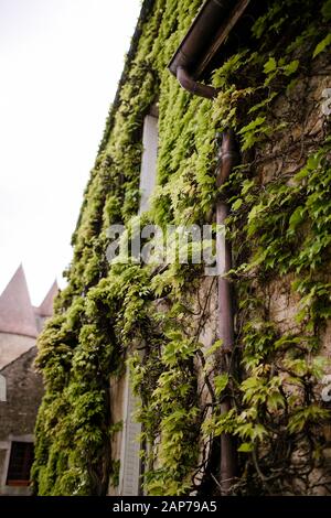 Überwachsene Weinbausteine auf der Seite des Steingebäudes in französischer Landschaft Stockfoto