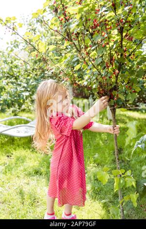 Ein Mädchen in einem rosa Kleid pflücken rote Johannisbeeren Stockfoto