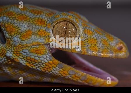 Gecko tokay Makro Auge Stockfoto