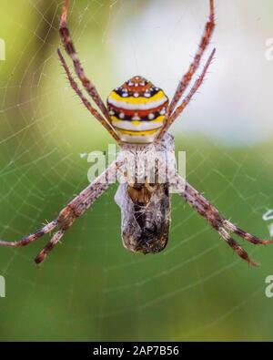 Buchse St Andrew's Cross Spider essen Beute Stockfoto