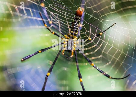 Riesige hölzerne Spinne in Thailand, Ansicht von unten. Stockfoto