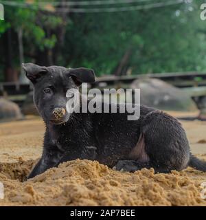 Schwarz Welpen spielen im Sand am Strand Stockfoto