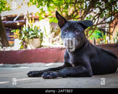 Eine schwarze Thai Ridgeback Welpen Stockfoto