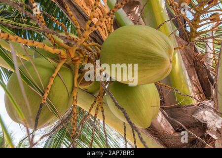 Kokosnüsse auf einer Palme auf Koh Rong Insel, Kambodscha Stockfoto