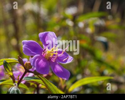 Lila und gelbe Blume Stockfoto