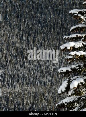 Nadelbäume in der Ferne mit einem einsamem, schneebedeckten Baum davor Stockfoto
