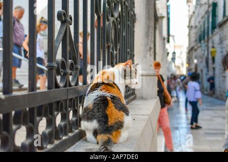 Eine schöne stray Calico Katze sitzt auf einer Wand in der kroatischen Stadt Dubrovnik als Touristen und Einheimischen vorbei an einem sonnigen Tag Stockfoto