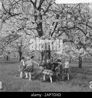 Blüte Blüten in der Betuwe Datum: 11 April 1961 Standort: Betuwe-Strecke Stockfoto