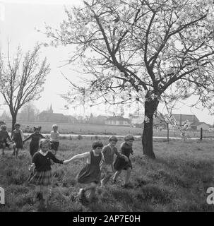 Blüte Blüten in der Betuwe Datum: 11 April 1961 Standort: Betuwe-Strecke Stockfoto