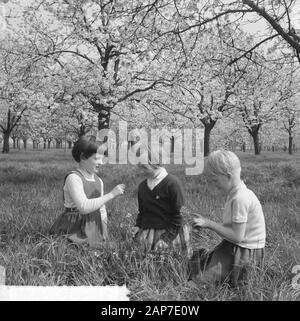 Blüte Blüten in der Betuwe Datum: 11 April 1961 Standort: Betuwe-Strecke Stockfoto