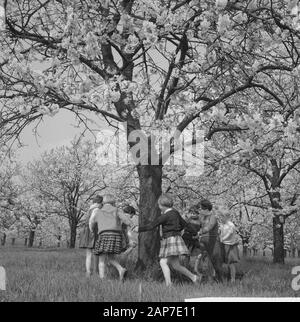 Blüte Blüten in der Betuwe Datum: 11 April 1961 Standort: Betuwe-Strecke Stockfoto