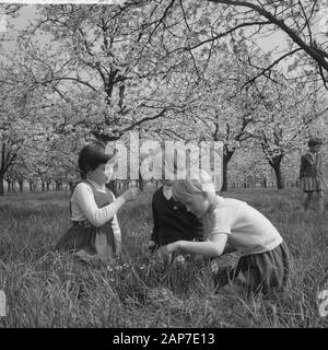 Blüte Blüten in der Betuwe Datum: 11 April 1961 Standort: Betuwe-Strecke Stockfoto
