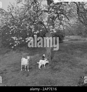 Blüte Blüten in der Betuwe Datum: 11 April 1961 Standort: Betuwe-Strecke Stockfoto