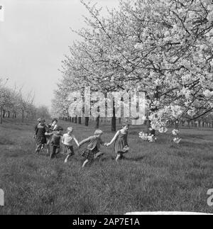 Blüte Blüten in der Betuwe Datum: 11 April 1961 Standort: Betuwe-Strecke Stockfoto
