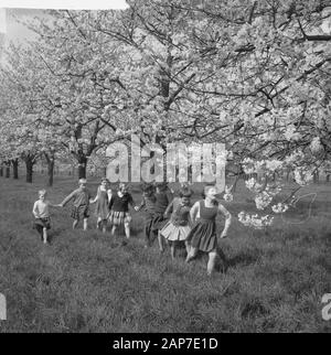 Blüte Blüten in der Betuwe Datum: 11 April 1961 Standort: Betuwe-Strecke Stockfoto