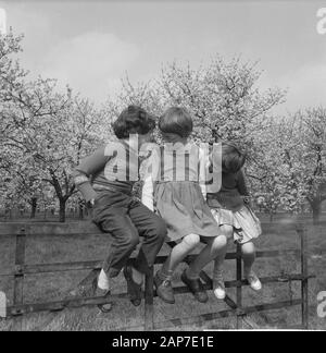 Blüte Blüten in der Betuwe Datum: 11 April 1961 Standort: Betuwe-Strecke Stockfoto