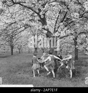 Blüte Blüten in der Betuwe Datum: 11 April 1961 Standort: Betuwe-Strecke Stockfoto