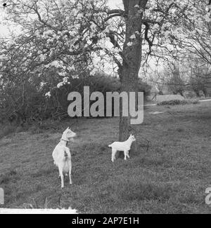 Blüte Blüten in der Betuwe Datum: 11 April 1961 Standort: Betuwe-Strecke Stockfoto