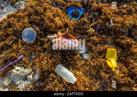 Müll und Müll wurden an Land gespült, im Gegensatz zur schönen Conch-Schale Stockfoto