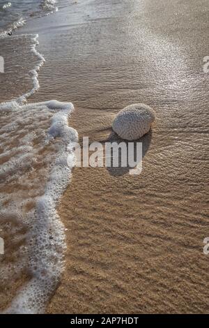 Brain Coral On Beach, Grand Cayman Island Stockfoto