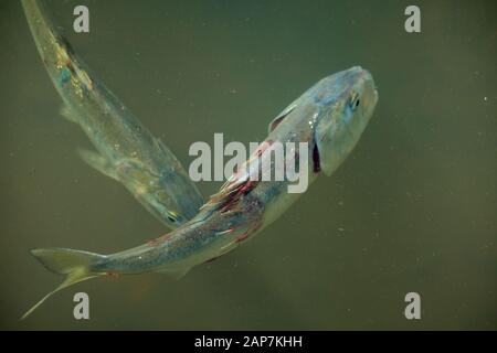 Fischparasiten an Menhaden-Köcherfischen. Stockfoto