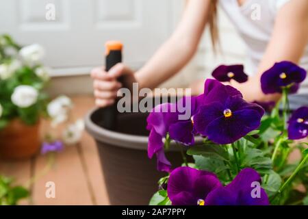 Mädchen wiederbepflanzung Lila Viola im Freien auf der Wohnung Balkon. Familie Gartenarbeit, grün Konzept Stockfoto