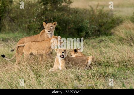 Eine weibliche Löwin aus doppeltem Kreuzstolz, die in den Ebenen Afrikas im Masai Mara National Reserve während einer Wildtier-Safari spazieren geht Stockfoto