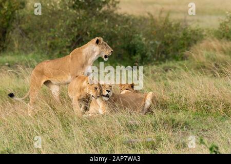 Eine weibliche Löwin aus doppeltem Kreuzstolz, die in den Ebenen Afrikas im Masai Mara National Reserve während einer Wildtier-Safari spazieren geht Stockfoto