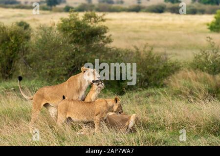Eine weibliche Löwin aus doppeltem Kreuzstolz, die in den Ebenen Afrikas im Masai Mara National Reserve während einer Wildtier-Safari spazieren geht Stockfoto