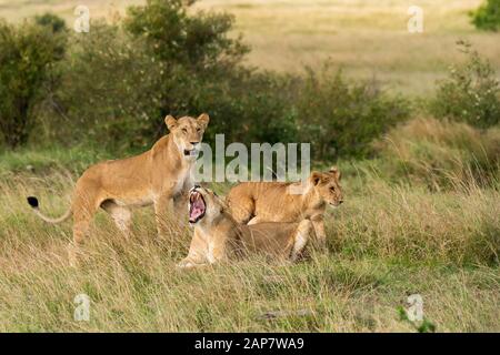 Eine weibliche Löwin aus doppeltem Kreuzstolz, die in den Ebenen Afrikas im Masai Mara National Reserve während einer Wildtier-Safari spazieren geht Stockfoto