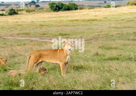 Eine weibliche Löwin aus doppeltem Kreuzstolz, die in den Ebenen Afrikas im Masai Mara National Reserve während einer Wildtier-Safari spazieren geht Stockfoto