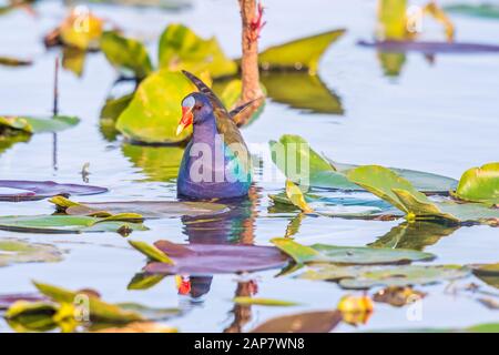 Amerikanische Purpurgallinule (Porphyrio martinicus) im Everglades National Park gefunden. Anhinga Trail. Florida. USA Stockfoto