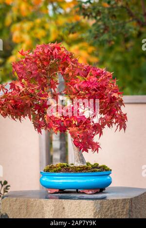 Roter japanischer Ahorn-Bonsai-Baum ändert die Farben im Garten Stockfoto