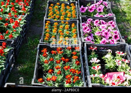 Blumensämlinge aus bunten Petunien und anderen Blumen in schwarzen Kisten stehen auf dem Boden zum Töpfeln. Frühlings-Töpfung, Natur, Innendekoration Stockfoto