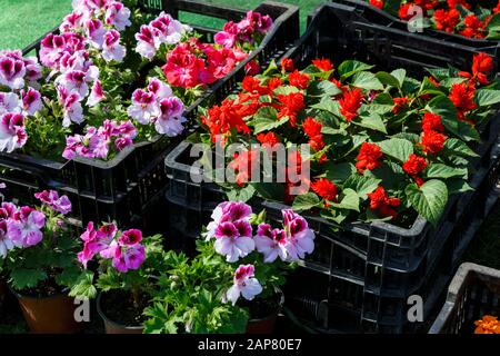 Blumensämlinge aus bunten Petunien und anderen Blumen in schwarzen Kisten stehen auf dem Boden zum Töpfeln. Frühlings-Töpfung, Natur, Innendekoration Stockfoto