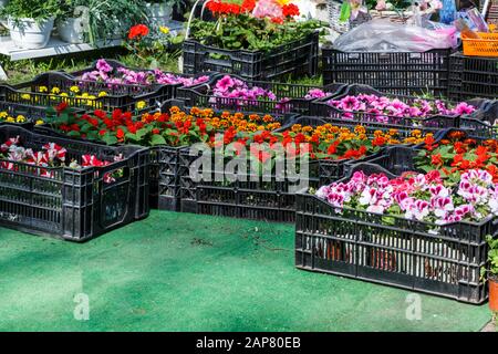 Blumensämlinge aus bunten Petunien und anderen Blumen in schwarzen Kisten stehen auf dem Boden zum Töpfeln. Frühlings-Töpfung, Natur, Innendekoration Stockfoto
