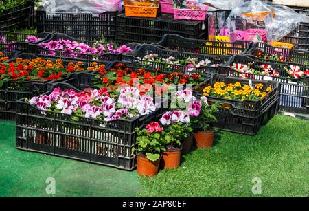 Blumensämlinge aus bunten Petunien und anderen Blumen in schwarzen Kisten stehen auf dem Boden zum Töpfeln. Frühlings-Töpfung, Natur, Innendekoration Stockfoto